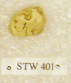 STW 401