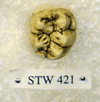 STW 421