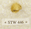 STW 446