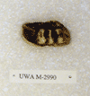 UWA-M 2990