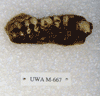 UWA-M 667