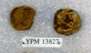 YPM 13827
