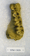 YPM 13828