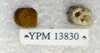 YPM 13830
