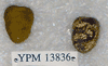 YPM 13836