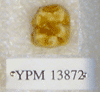YPM 13872