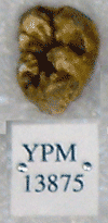 YPM 13875