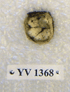 YV 1368