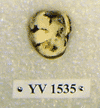 YV 1535