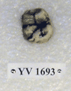 YV 1693