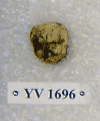 YV 1696