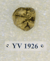 YV 1926