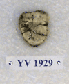 YV 1929