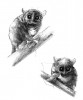 Bild: Laurence MESLIN / CNRS, Institut des Sciences de l’Evolution de Montpellier (ISE-M)