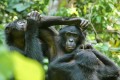 Bild: Zana Clay / :LuiKotale Bonobo Project