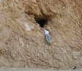 Bild: Ehud Weiss / Nature genetics