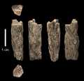 Bild: T. Higham / University of Oxford