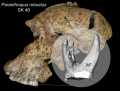 Bild: Kornelius Kupczik, Max-Planck-Institut für evolutionäre Anthropologie