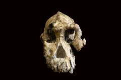 Bild: Dale Omori, Cleveland Museum of Natural History