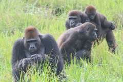 Bild: Marie Manguette / WCS-Congo