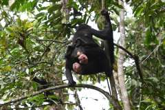Bild: Zanna Clay / Lola ya Bonobo Sanctuary