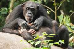 Bild: Liran Samuni / Taï Chimpanzee Project